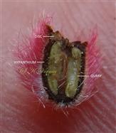  Hypanthium + Ovary V.S.